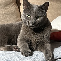 adopt a pet