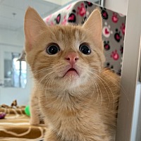 adopt a pet