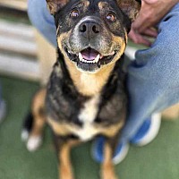 adopt a pet