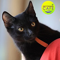 adopt a pet
