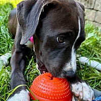 adopt a pet