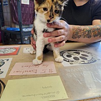 adopt a pet