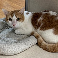 adopt a pet
