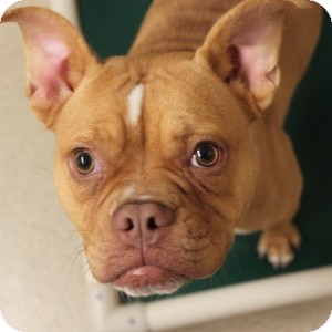 Naperville Il French Bulldog Meet Nellie A Pet For Adoption