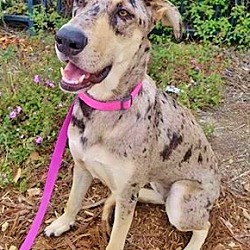 Catahoula dane discount