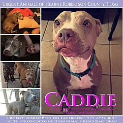 Thumbnail photo of Caddie #1