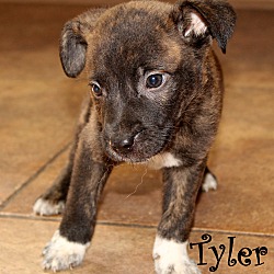 Thumbnail photo of Tyler ~ meet me! #3