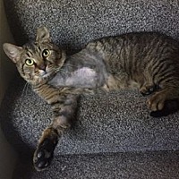 Loving Care Cat Rescue West In Lewistown Pennsylvania