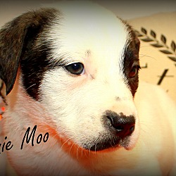 Thumbnail photo of Minnie Moo~adopted! #2