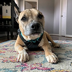 Photo of Harley - ADOPTED!!!