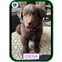 Thumbnail photo of Cocoa - Coffee Litter #1