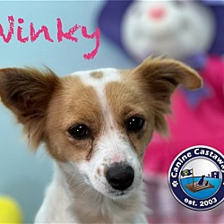 Photo of Winky