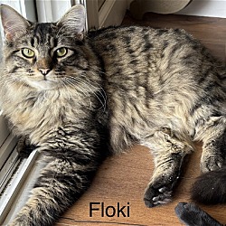 Photo of Floki