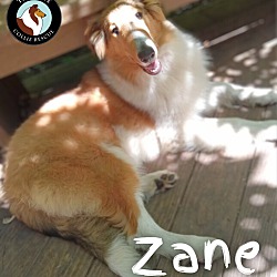 Thumbnail photo of Zane #2