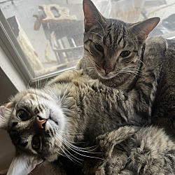 Photo of Buddy and Stinker