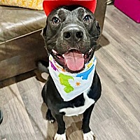 adopt a pet