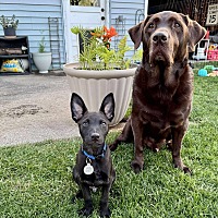 adopt a pet