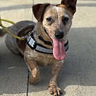 Adopt A Pet :: Josephine - Lancaster, OH
