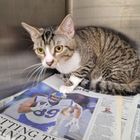 adopt a pet