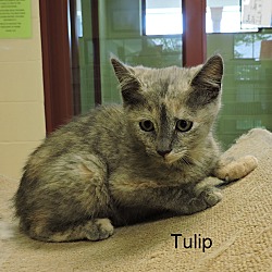 Thumbnail photo of Tulip #1