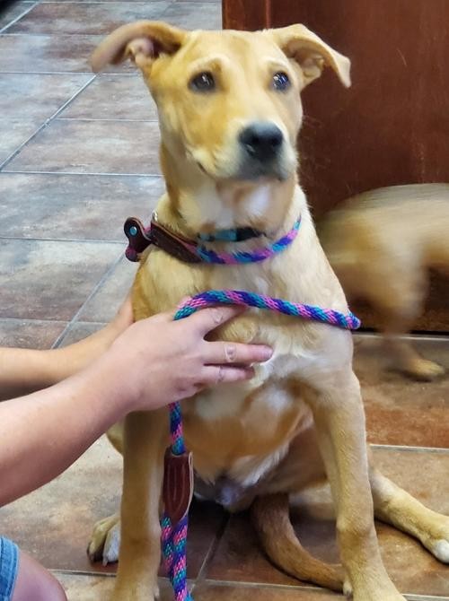 Adopt Buddy a Tan/Yellow/Fawn Labrador Retriever / Mixed dog in