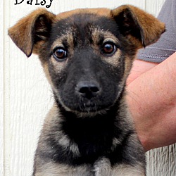 Thumbnail photo of Daisy~adopted! #1