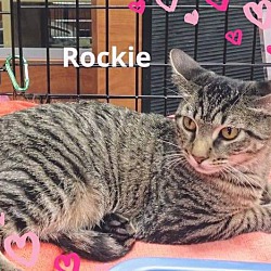 Thumbnail photo of Rockie #3