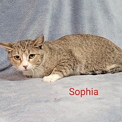 Thumbnail photo of Sophia #2