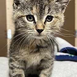 Photo of Tootsie