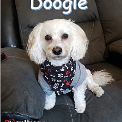 Photo of Doogie