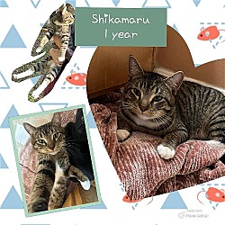 Thumbnail photo of Shikamaru #3