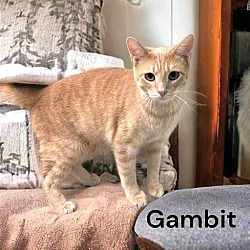 Thumbnail photo of Gambit #2