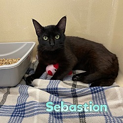 Thumbnail photo of Sebastion #2