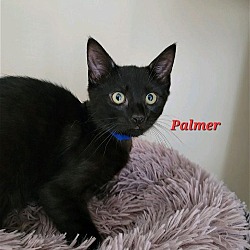 Photo of Palmer (24-327)
