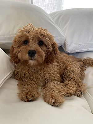 Macomb, MI - Cavapoo. Meet Buddy a Pet for Adoption - AdoptaPet.com