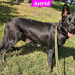 Thumbnail photo of Astrid #3