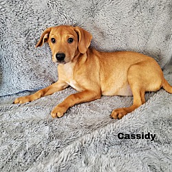 Thumbnail photo of Cassidy #2