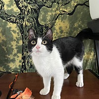 adopt a pet
