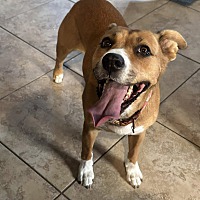 adopt a pet