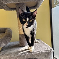 adopt a pet