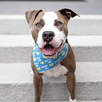 adopt a pet