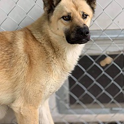 Photo of Valor *FERAL Dog Needs Foster