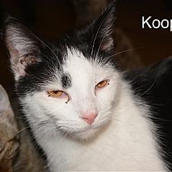 Thumbnail photo of Koopa #1