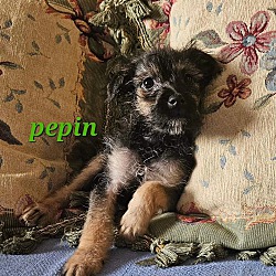 Photo of Pepen