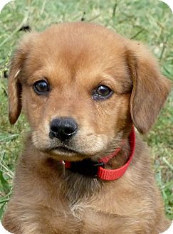 Southbury, CT - Golden Retriever. Meet Pumpkin~adopted~ a ...