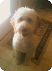 Indianapolis, IN - Goldendoodle. Meet Sandy a Pet for ...