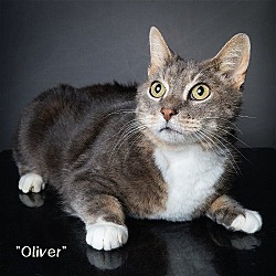 Thumbnail photo of Oliver - $30 Adoption Fee and FREE Gift Bag #2