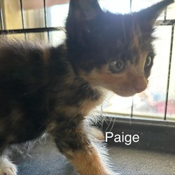 Photo of Paige PD
