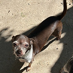 bonded pet photo