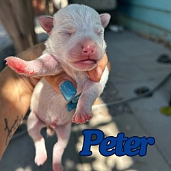 Thumbnail photo of Peter #2